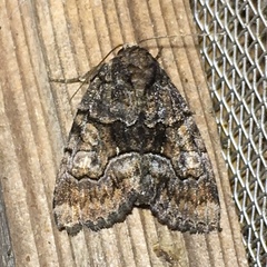 Chytonix sensilis
