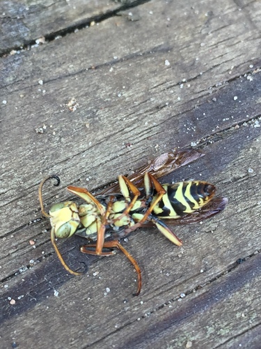 photo of Umbrella Paper Wasps (Polistes)