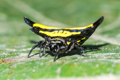 Gasteracantha diadesmia