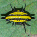 Spiny Orb-Weaver Spider - Photo (c) Vijay Anand Ismavel, some rights reserved (CC BY-NC-SA), uploaded by Dr. Vijay Anand Ismavel MS MCh