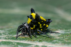 Gasteracantha diadesmia
