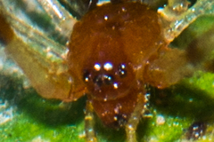 Chrysso scintillans
