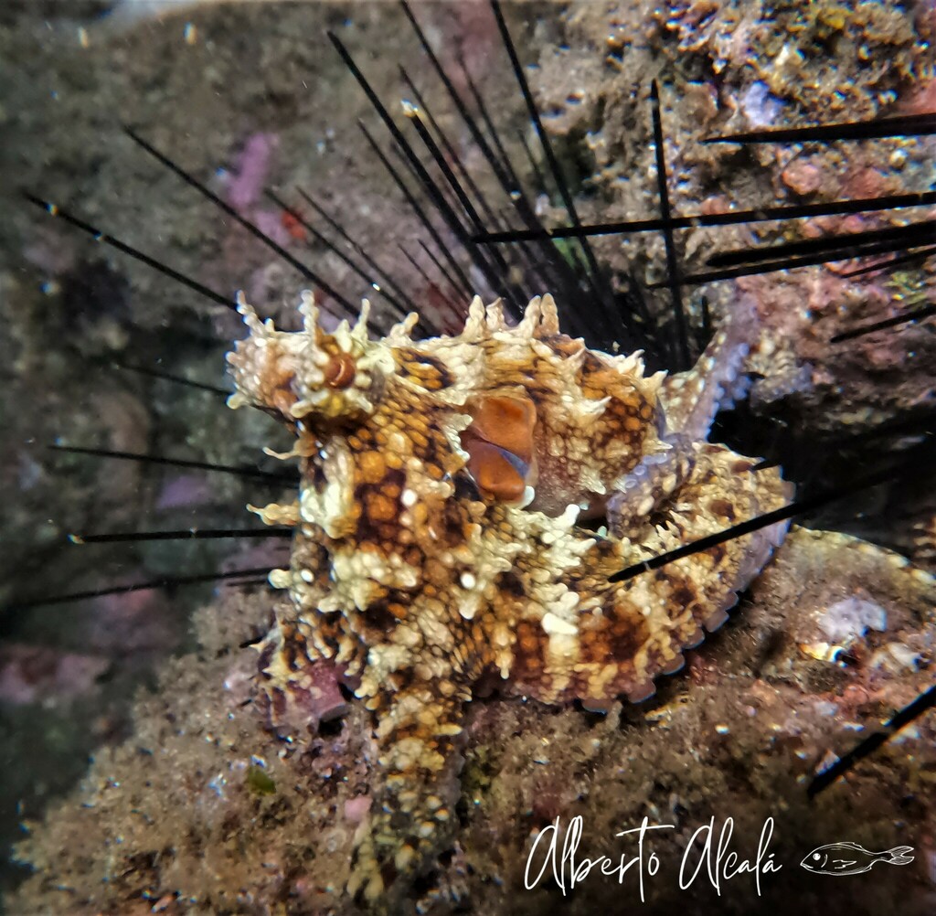 Hubb Octopus