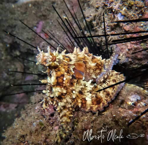 Hubb's Octopus