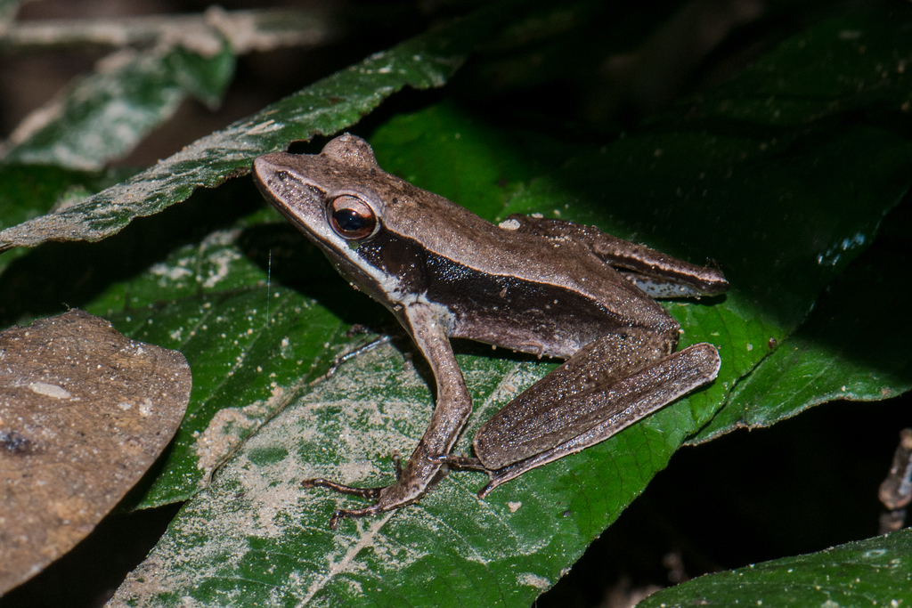 Annandale's Frog