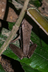 Clinotarsus alticola