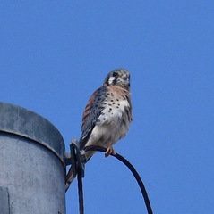 Falco sparverius sparverius