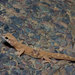 Eyre Basin Beaked Gecko - Photo (c) John Sullivan, some rights reserved (CC BY-NC), uploaded by John Sullivan