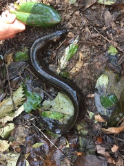 Siren lacertina