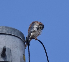 Falco sparverius sparverius