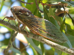 Megatibicen resonans