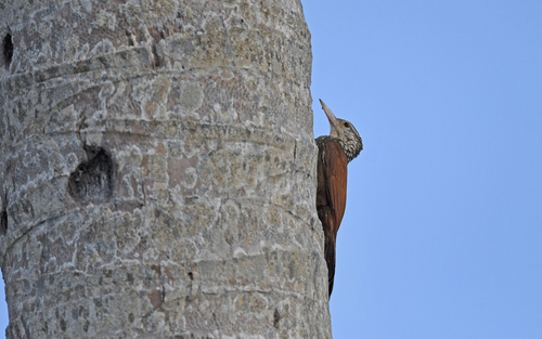 Straight-billed Woodcreeper (Dendroplex picus), photo 8