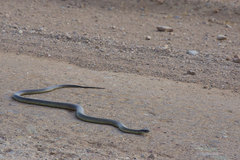 Pseudechis australis