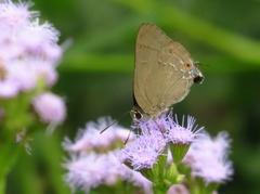 Allosmaitia strophius