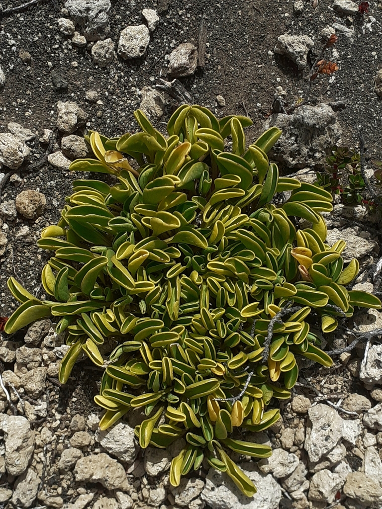 Valeriana fonkii