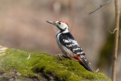 White-Backed Woodpecker photo 2