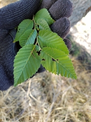 Ulmus pumila