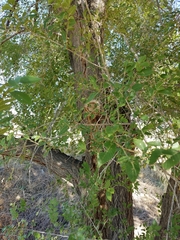 Ulmus pumila