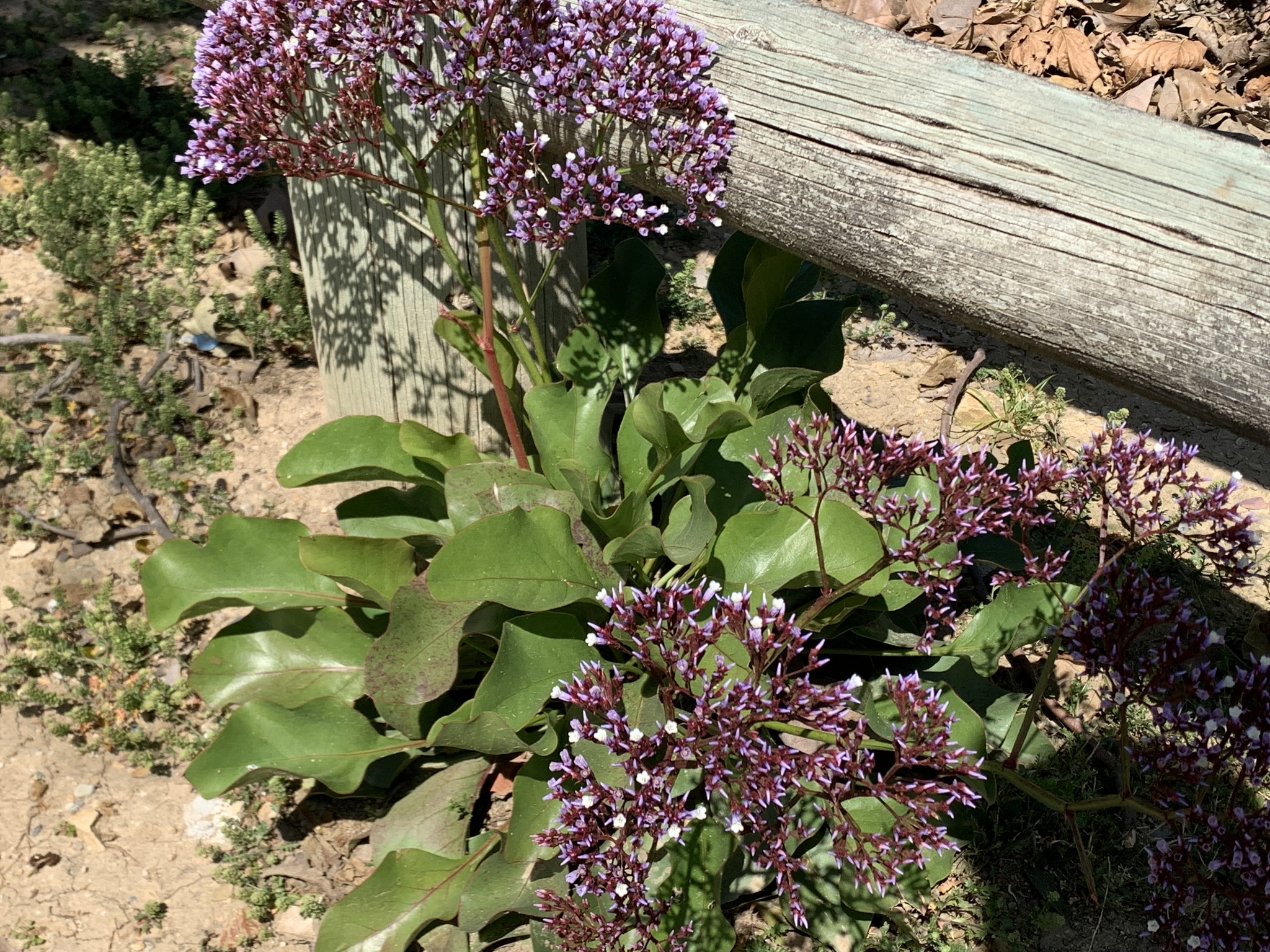 Limonium perezii