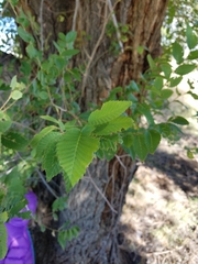 Ulmus pumila