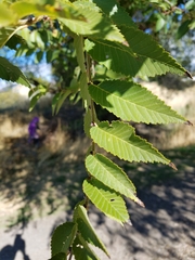 Ulmus pumila