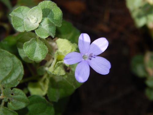 Barleria affinis