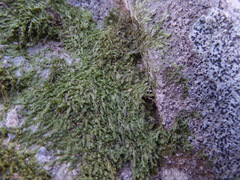 Cheilolejeunea clypeata