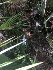 Erythemis simplicicollis