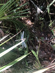 Erythemis simplicicollis