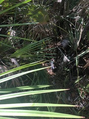 Erythemis simplicicollis