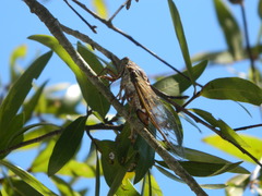 Megatibicen resonans