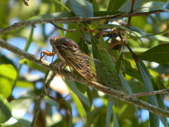 Megatibicen resonans