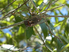 Megatibicen resonans