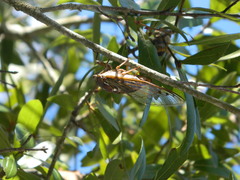 Megatibicen resonans