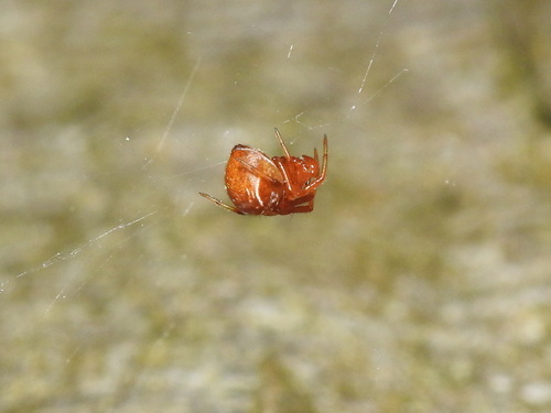 Prachtkogelspin, 59135 Wallers, France, photo 10 of 10