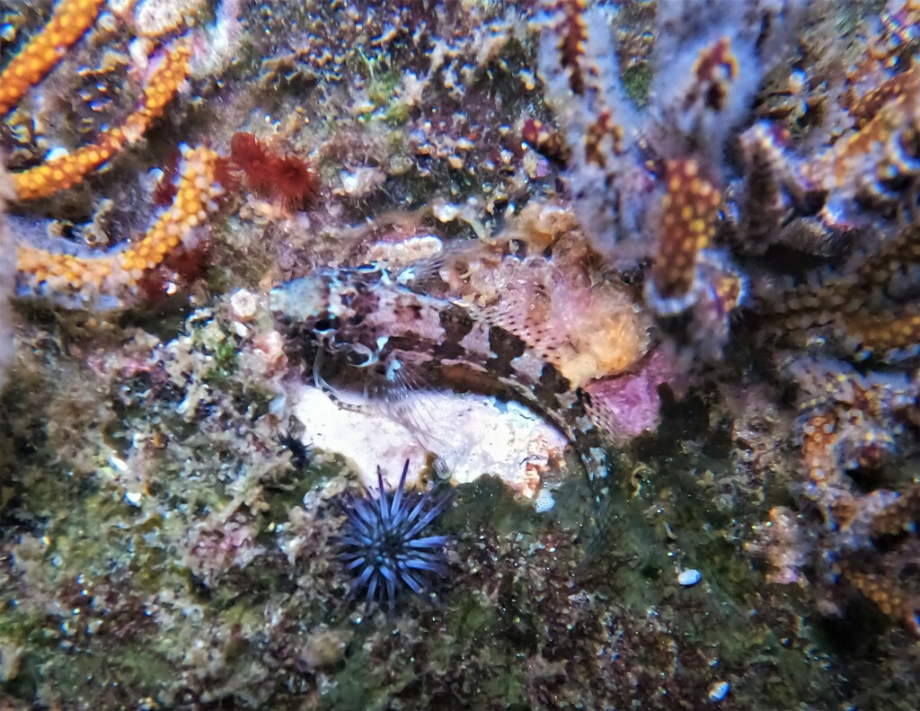 Redside Blenny