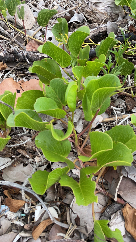 Beach morning glory (patat lan mè) — Ipomoea pes-caprae, used in Haitian and Caribbean herbal tradition