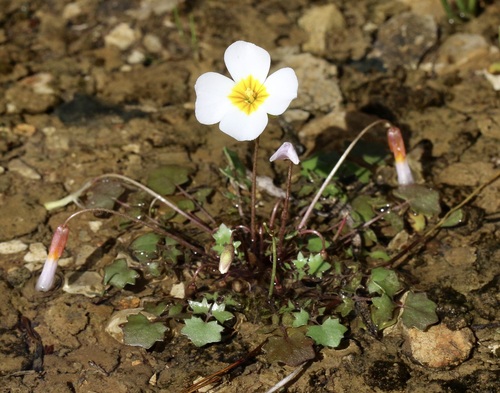 Leavenworthia