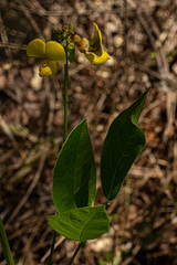 Sphenostylis erecta image