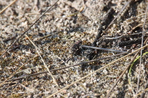 Northern Dune Tiger Beetle, 7951 Staphorst, Nederland, photo 10 of 10