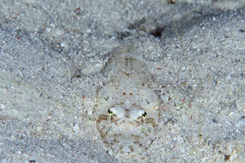 Thysanophrys chiltonae observed 2023-03-15