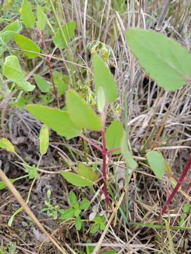 Semaphore thoroughwort (Eupatorium mikanioides)