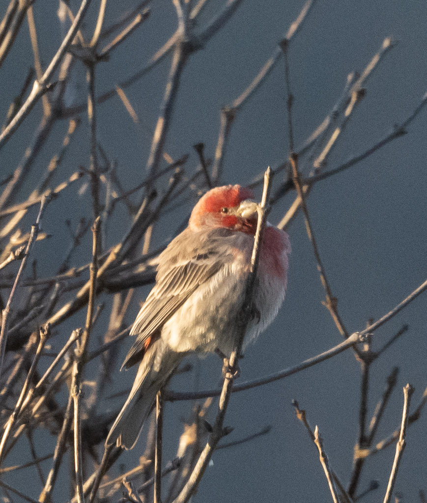 House Finch from Centre, Pennsylvania, United States on April 09, 2023