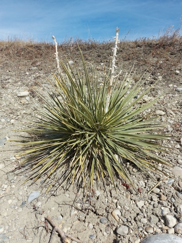 Yucca glauca