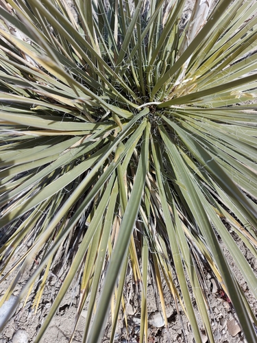Yucca glauca