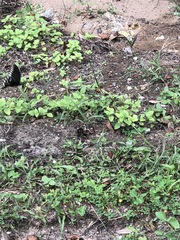 Papilio troilus image