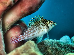 Cirrhitichthys falco