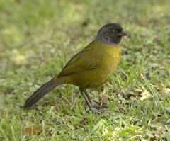 Large-Footed Finch photo 2