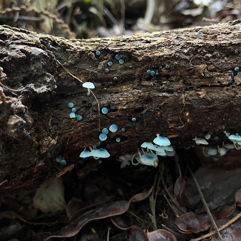 Mycena cyanocephala · April 2023 · photo: © cristianriquelme (iNaturalist, cc-by)