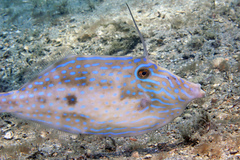 Dotterel Filefish photo 4